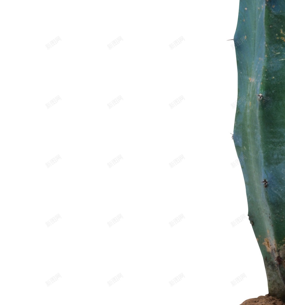 仙人掌科植物仙人掌png免抠素材_新图网 https://ixintu.com 仙人掌 仙人掌科植物