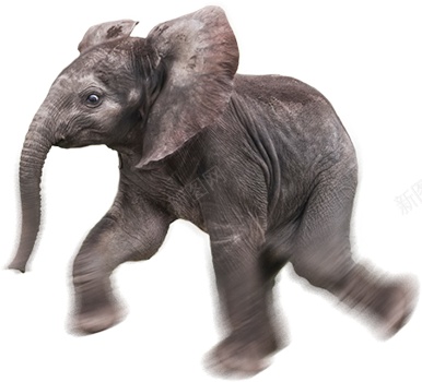 象elephant的复数png免抠素材_新图网 https://ixintu.com elephant的复数 象