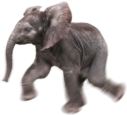 象elephant的复数素材
