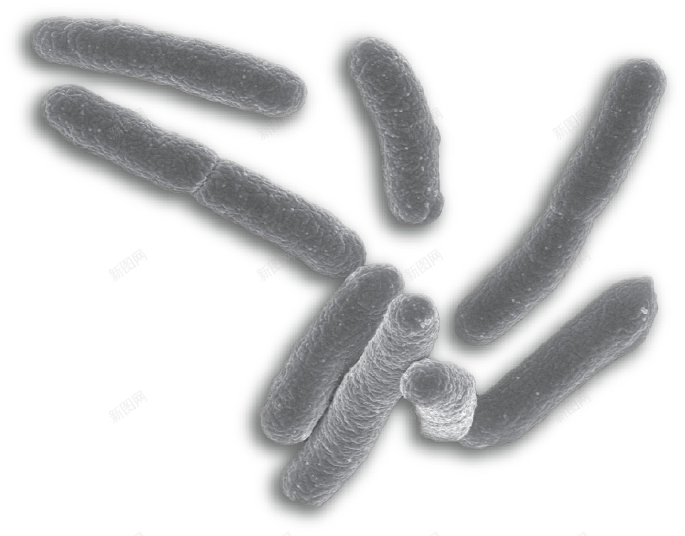 细菌bacterium的复数png免抠素材_新图网 https://ixintu.com bacterium的复数 细菌