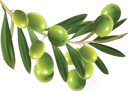 油橄榄齐墩果素材