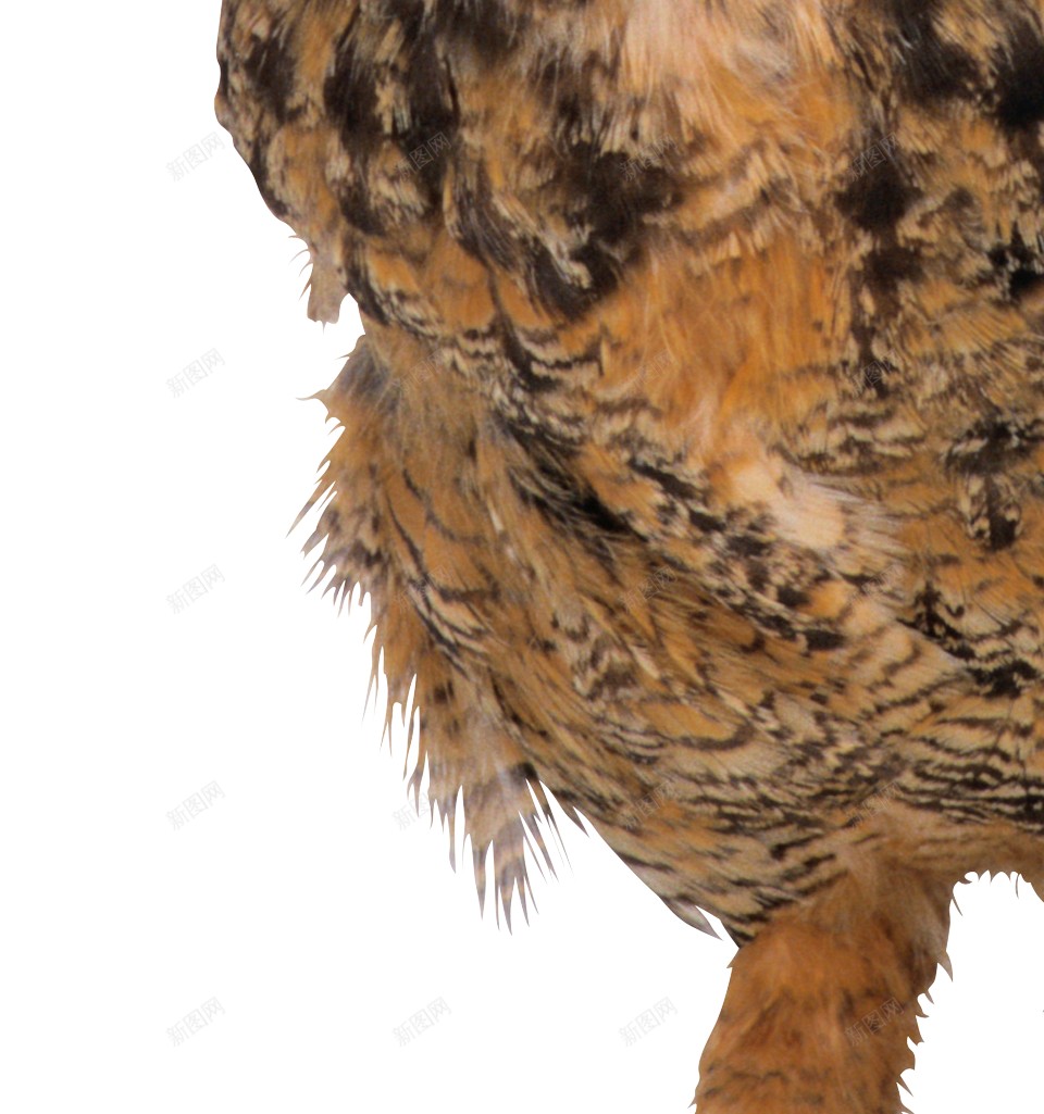 猫头鹰鸮owl的复数png免抠素材_新图网 https://ixintu.com owl的复数 猫头鹰鸮