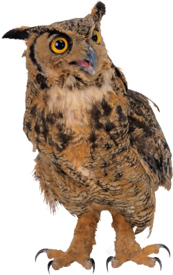 猫头鹰鸮owl的复数素材