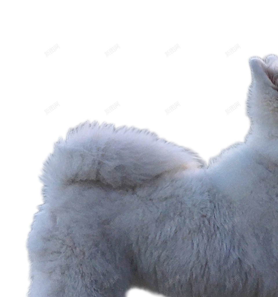 薩摩耶犬萨摩耶犬png免抠素材_新图网 https://ixintu.com 萨摩耶犬 薩摩耶犬