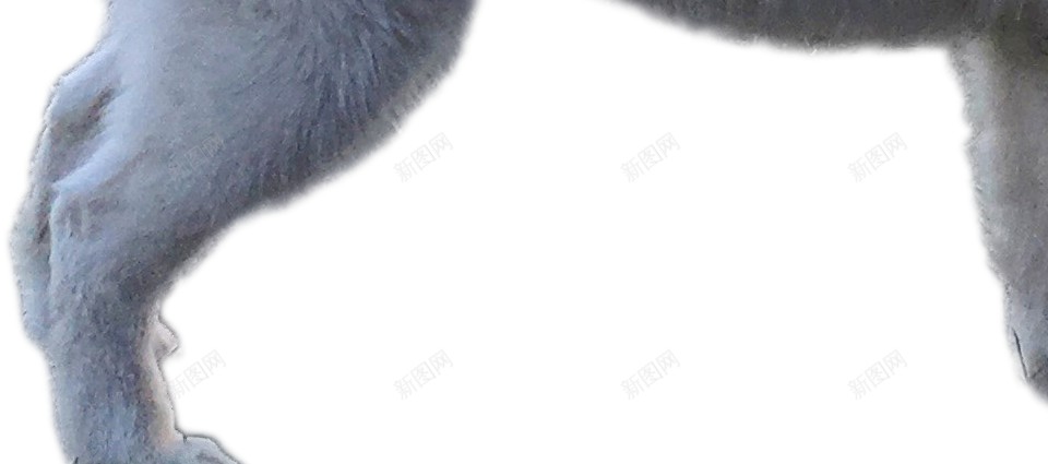 薩摩耶犬萨摩耶犬png免抠素材_新图网 https://ixintu.com 萨摩耶犬 薩摩耶犬
