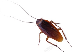 害虫蟑螂长触角恶心昆虫图素材