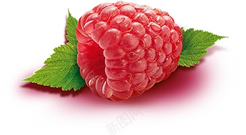 覆盆子山莓png免抠素材_新图网 https://ixintu.com 山莓 覆盆子