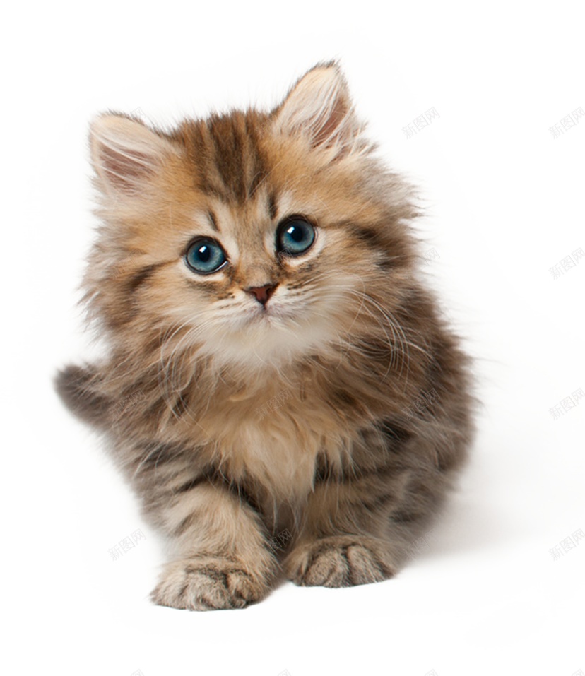 猫猫科动物png免抠素材_新图网 https/ixintu.com 猫 猫科动物