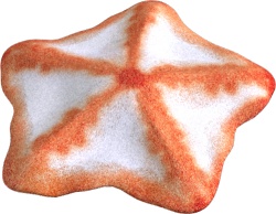 海星星鱼素材