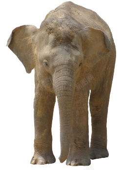 象elephant的复数素材
