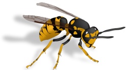 胡蜂黄蜂胡蜂高清图片