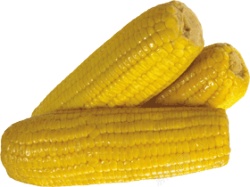 玉米玉米棒玉米粒苞米图片素材
