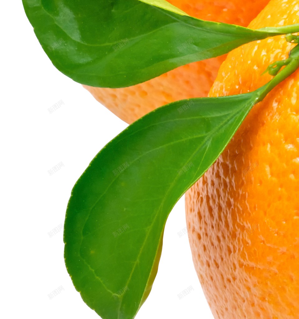 橙子柑橘png免抠素材_新图网 https://ixintu.com 柑橘 橙子