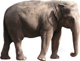 象elephant的复数png免抠素材_新图网 https://ixintu.com elephant的复数 象