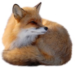 狐狐狸素材