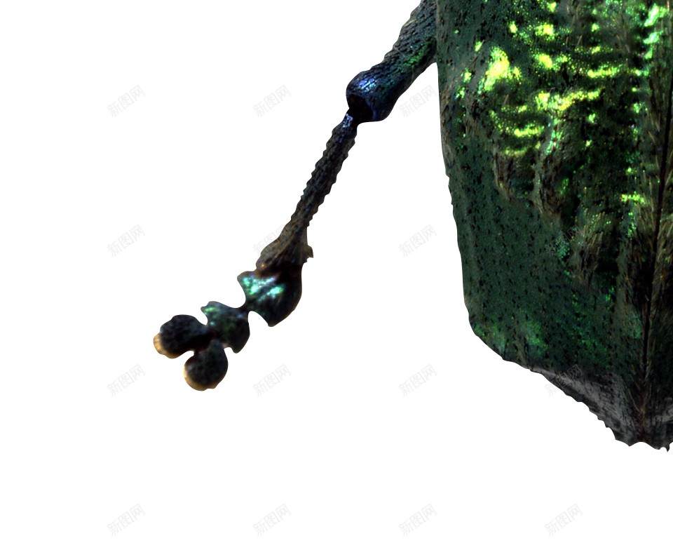 小昆虫虫子png免抠素材_新图网 https://ixintu.com 小昆虫 虫子