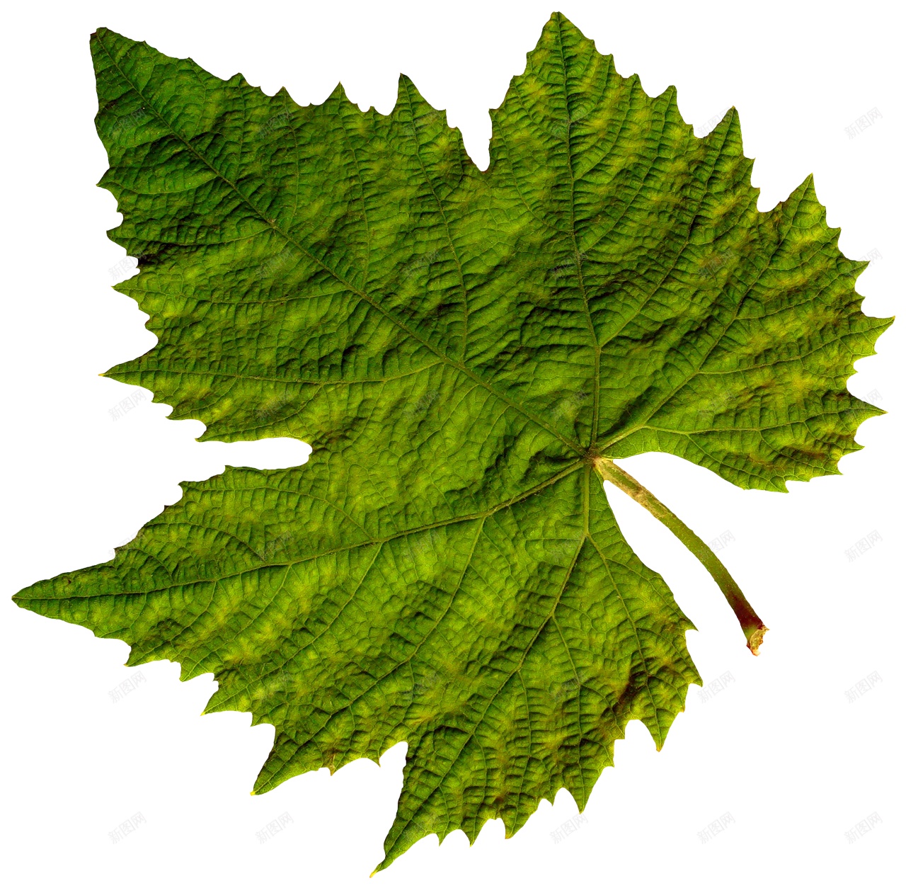绿色叶子树叶图片素材免费下载 - 觅知网