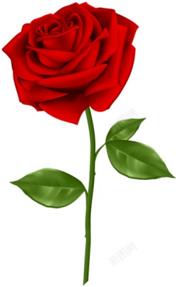 手绘玫瑰花花朵花束鲜花水彩绘画素材