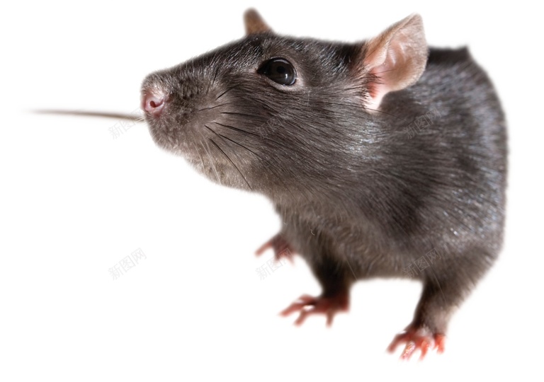 Ratmousepng免抠素材_新图网 https://ixintu.com Rat mouse