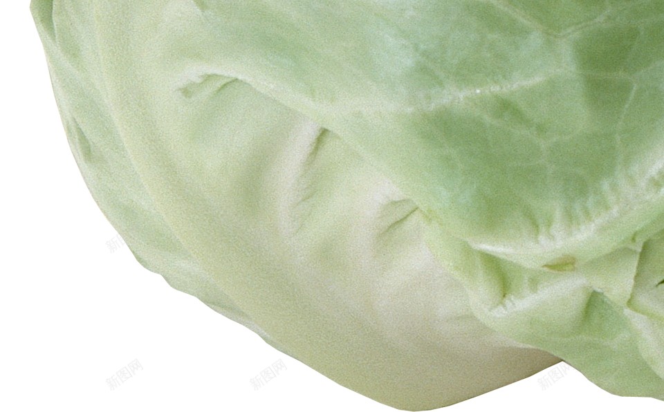 甘蓝卷心菜png免抠素材_新图网 https://ixintu.com 卷心菜 甘蓝