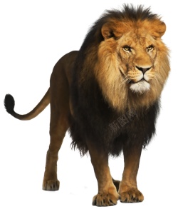 狮狮子素材