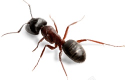 蚂蚁ant的复数素材