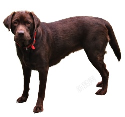 拉布拉多猎狗拉布拉多猎犬素材