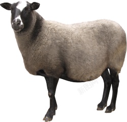 羊绵羊素材