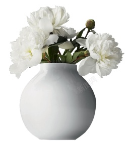 白色花瓶一瓶白色鲜花装饰图高清图片