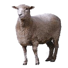羊绵羊素材