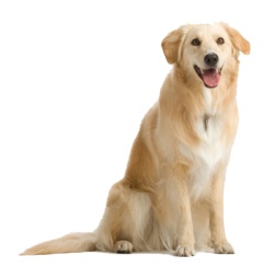 拉布拉多猎狗拉布拉多猎犬素材