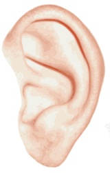 耳耳朵png免抠素材_新图网 https://ixintu.com 耳 耳朵