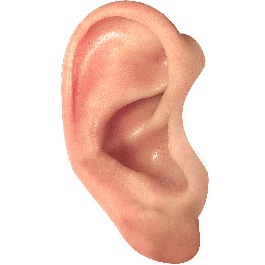 耳耳朵png免抠素材_新图网 https://ixintu.com 耳 耳朵