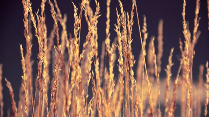 秋日下的稻草背景