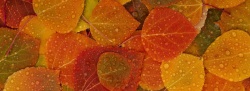 秋季素材秋天高清图片