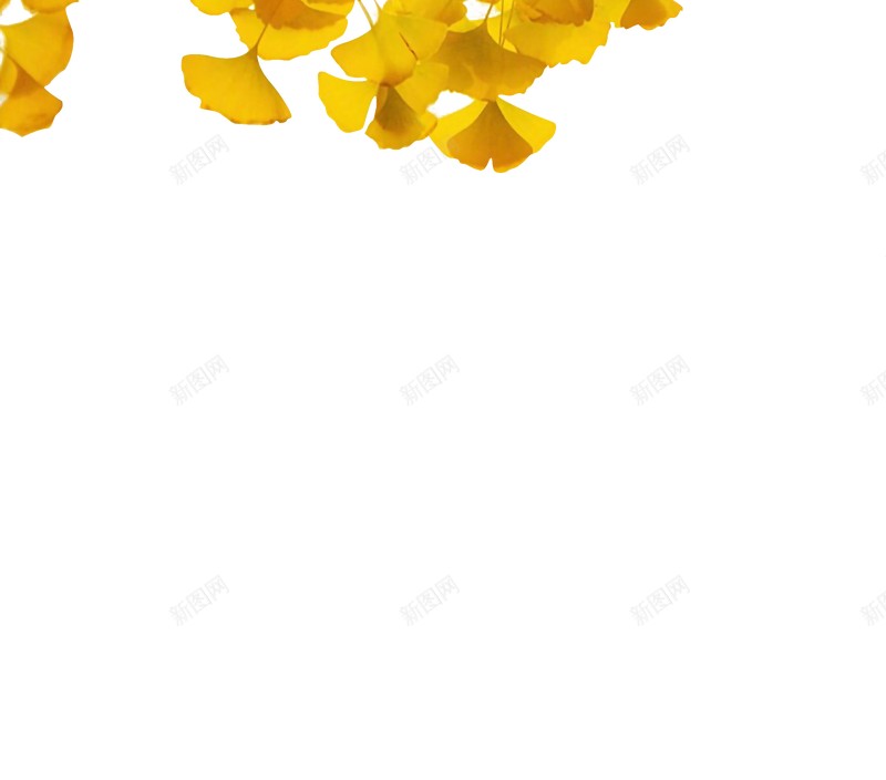 秋天银杏树叶元素jpg设计背景_新图网 https://ixintu.com 元素 树叶 秋天 银杏