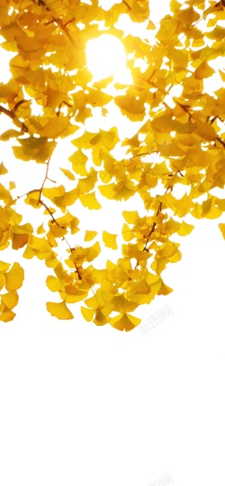 秋天的银杏树秋天银杏树叶元素高清图片
