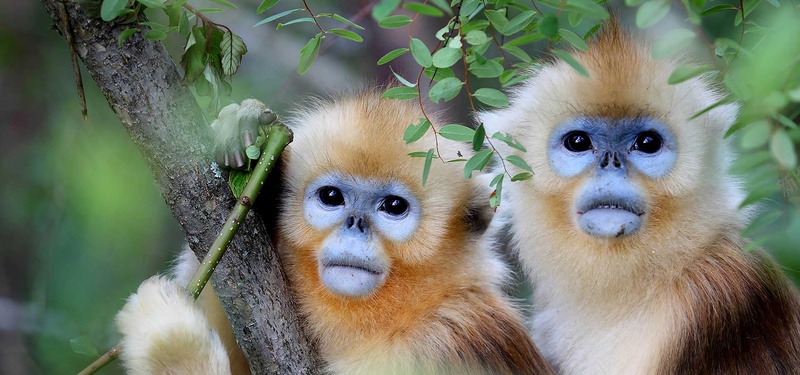动物园猴子拥抱jpg设计背景_新图网 https://ixintu.com 动物园 拥抱 树枝 猴子