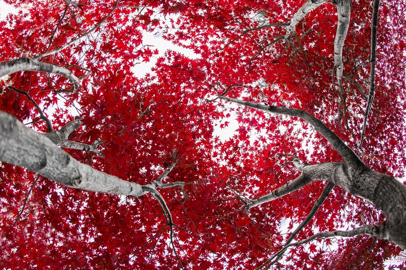 红色风景摄影树林jpg_新图网 https://ixintu.com 红色 风景 摄影 树林