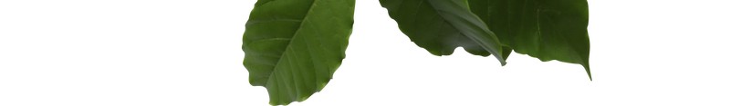 绿色咖啡树叶新鲜自然jpg设计背景_新图网 https://ixintu.com 咖啡树叶 新鲜 自然 绿色