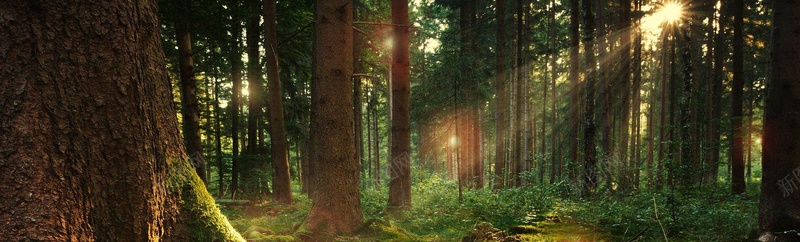唯美森林背景jpg设计背景_新图网 https://ixintu.com 森林 灯光 海报banner 摄影 风景