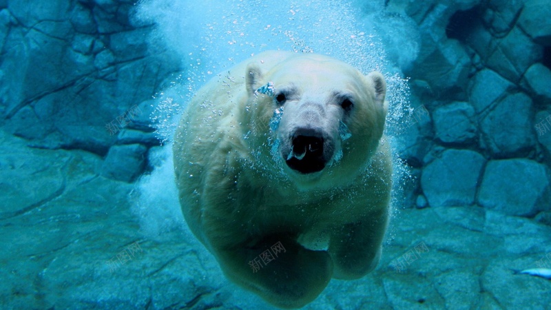 北极熊游泳水中jpg设计背景_新图网 https://ixintu.com 北极熊 游泳 水中 白熊