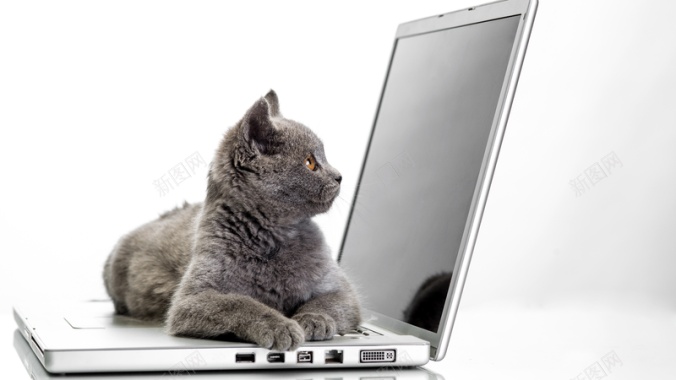 猫咪电脑笔记本懒惰背景