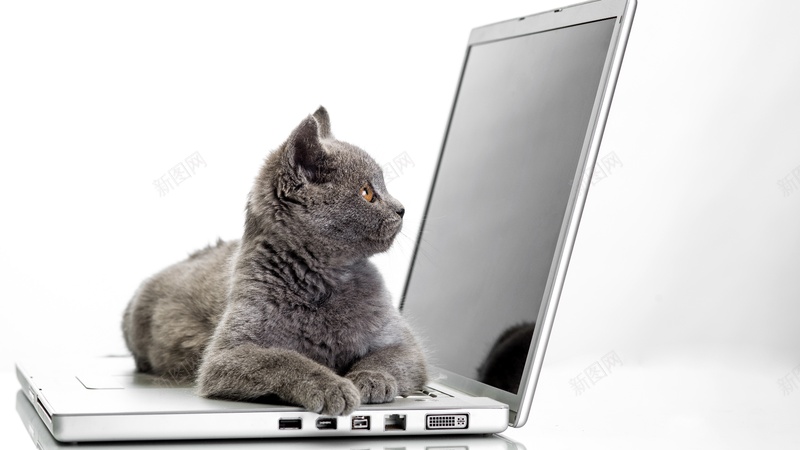 猫咪电脑笔记本懒惰jpg设计背景_新图网 https://ixintu.com 猫咪 电脑 笔记本 懒惰