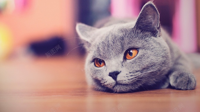 猫咪灰色懒惰爬的猫背景