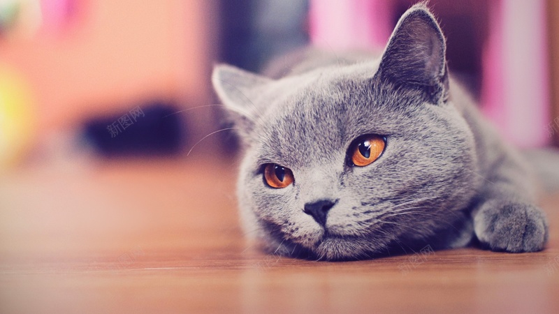 猫咪灰色懒惰爬的猫jpg设计背景_新图网 https://ixintu.com 猫咪 灰色 懒惰 爬的猫