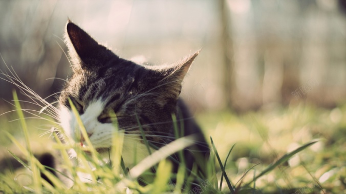 猫咪哈欠草地阳光背景