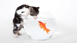 猫咪喝水猫咪金鱼鱼缸猫咪喝水高清图片