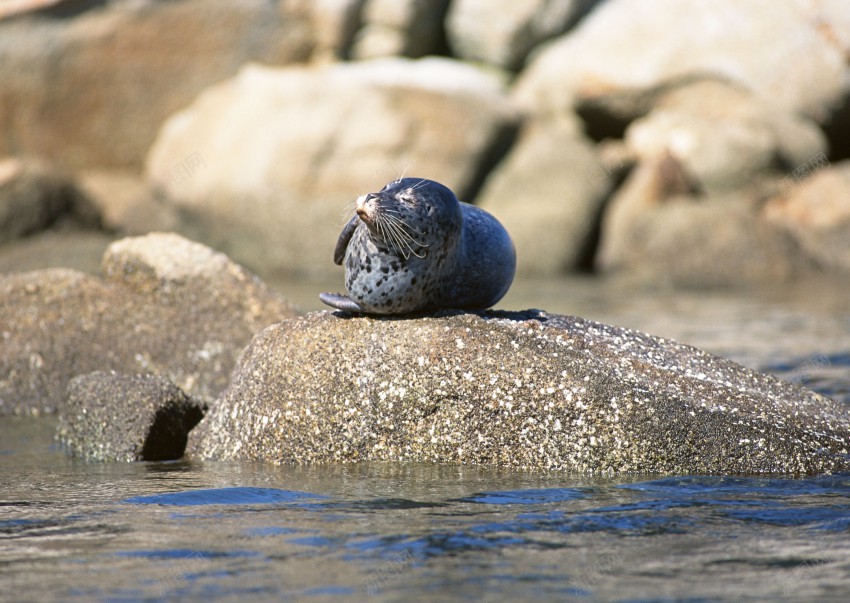 海底世界的水生物jpg_新图网 https://ixintu.com 海狮 海豹 企鹅 白企鹅 海水