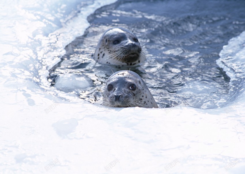 海底世界的水生物jpg_新图网 https://ixintu.com 海狮 海豹 企鹅 白企鹅 海水